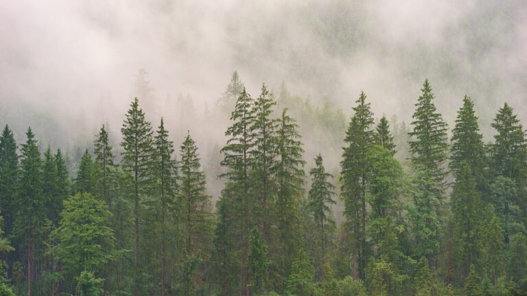 Holzleim wasserfest preisvergleichen: Ein umfassender Vergleich