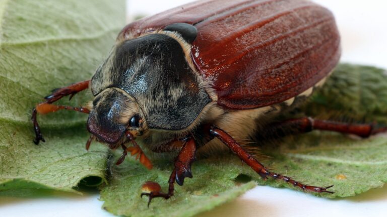 Der beste Insektenvernichter für deinen Garten